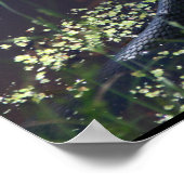 Mooie zwarte slang afdrukken poster (Hoek)