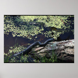 Mooie zwarte slang afdrukken poster