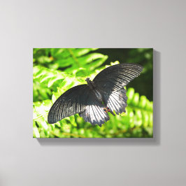 Mooie zwarte vlinder insecten Natuur Canvas Afdruk