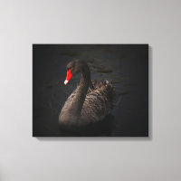 Mooie zwarte zwaan met een helder rood dok