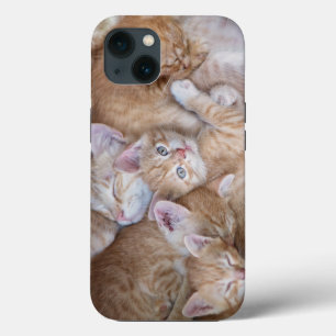 Mooiste baby dieren Oranje katten stapel iPhone 13 Hoesje