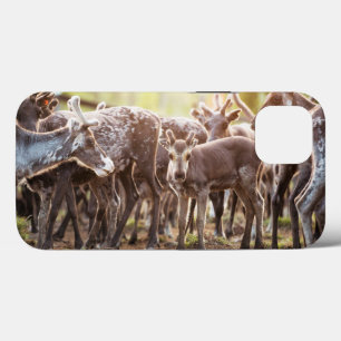 Mooiste baby dieren   Svalbard rendieren iPhone 13 Hoesje