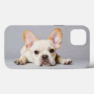 Mooiste babyhuisdieren Franse Bulldog Ligt iPhone 13 Hoesje