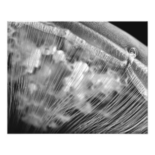 Moon Beads - Fotouitbreiding Foto Afdruk