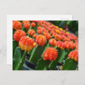 Moon Cactus Briefkaart (Voorkant / Achterkant)