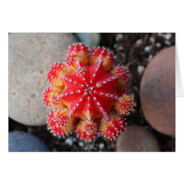 Moon cactus-kaart (Voorkant Horizontaal)