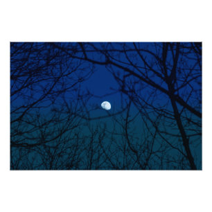Moon in Ombre Indigo Sky Tree Branches Silhouette Foto Afdruk