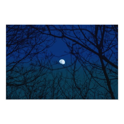 Moon in Ombre Indigo Sky Tree Branches Silhouette Foto Afdruk (Voorkant)