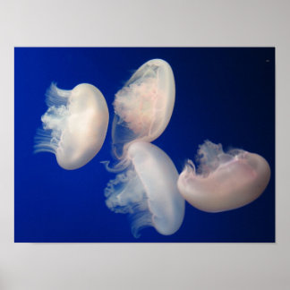 Moon Jellies Poster