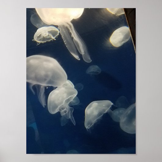 Moon Jellies Poster (Voorkant)