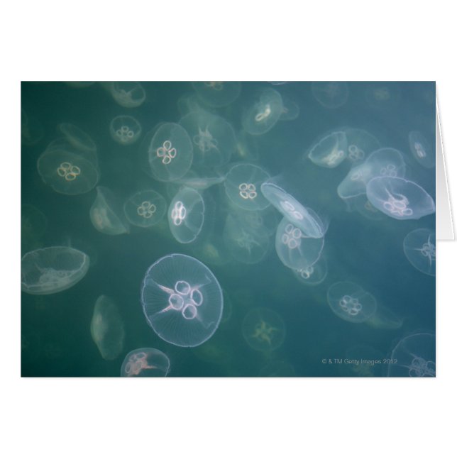 Moon jellyfish (Voorkant Horizontaal)