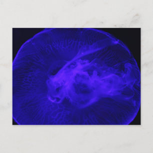 Moon Jellyfish # 32 Briefkaart