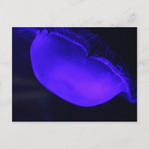 Moon Jellyfish # 6 Briefkaart
