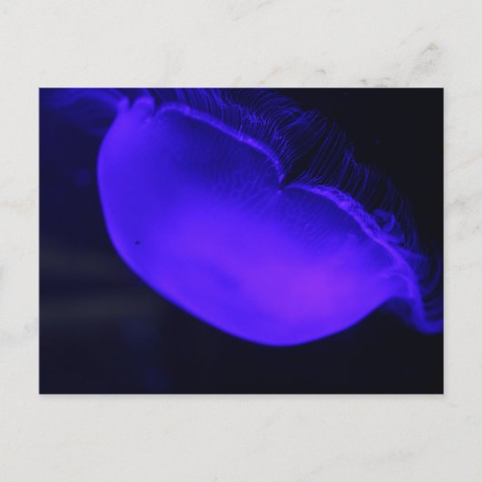 Moon Jellyfish # 6 Briefkaart (Voorkant)