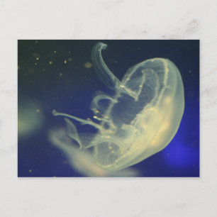 Moon Jellyfish Briefkaart