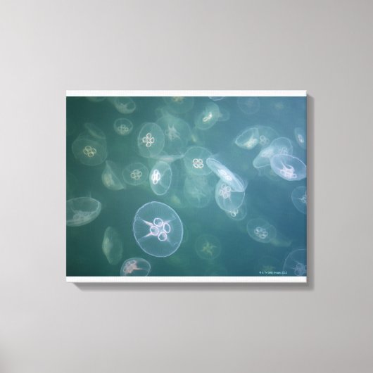 Moon jellyfish canvas afdruk (Voorkant)
