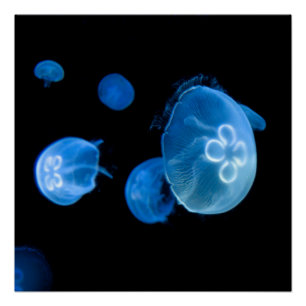 Moon jellyfish no. 4 perfect poster