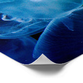 Moon Jellyfish Poster (Hoek)