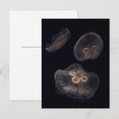 Moon Jellyfish Swimming Briefkaart (Voorkant / Achterkant)