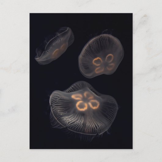 Moon Jellyfish Swimming Briefkaart (Voorkant)