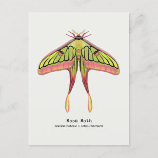 Moon moth briefkaart