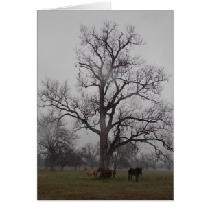 Moon River Ranch II