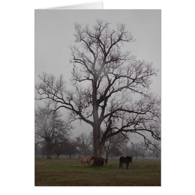 Moon River Ranch II (Voorkant)