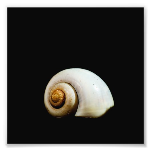 Moon Shell Foto Afdruk (Voorkant)