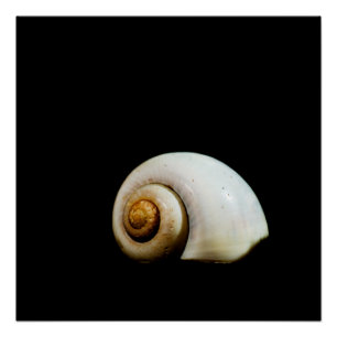 Moon Shell Perfect Poster