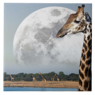 Moon stijgt over een groep Giraffes in Etosha Tegeltje