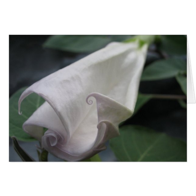 Moonfleur (Devant horizontal)