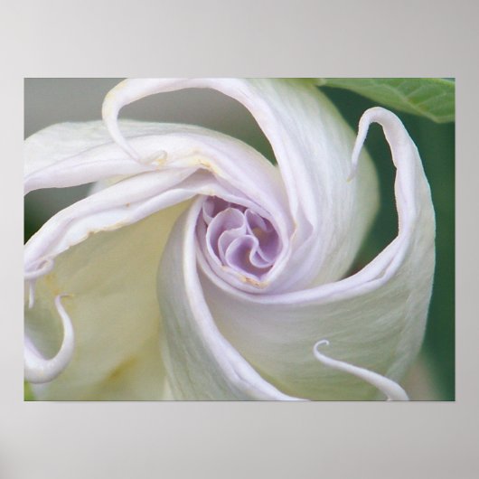 Moonflower Poster (Voorkant)