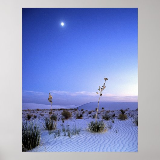 Moonlight Yucca Poster (Voorkant)
