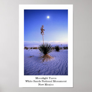 Moonlight Yucca Poster