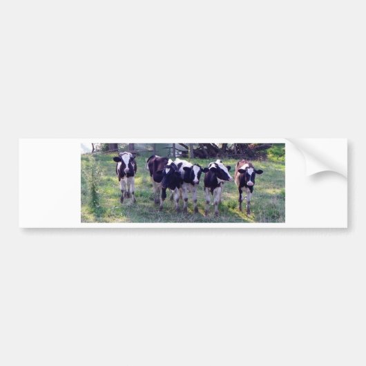 Moooooo Bumpersticker (Voorkant)