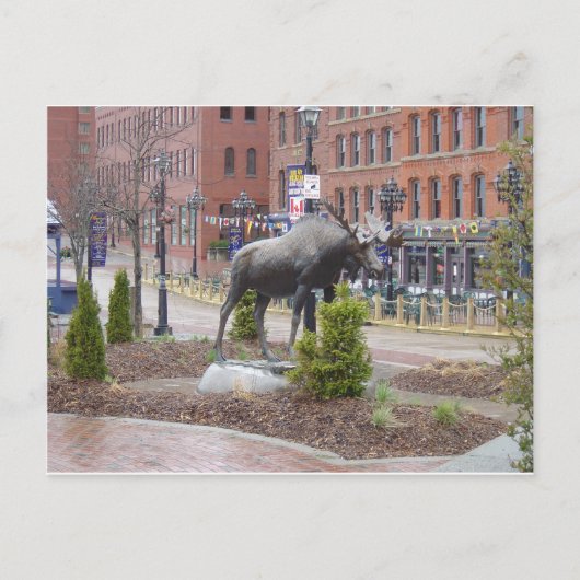 Mooooose. St. John, NB Briefkaart (Voorkant)