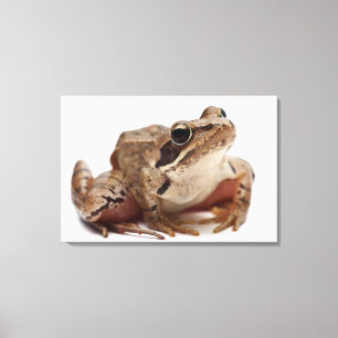 Moor Frog - Rana arvalis Canvas Afdruk