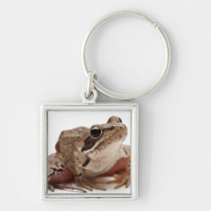 Moor Frog - Rana arvalis Sleutelhanger