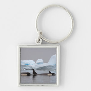 moordwalvissen (orka's), Orcinus orca, groep Sleutelhanger
