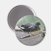 Moorhen Magnet (Recto/Verso)