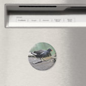 Moorhen Magnet (In Situ (Lave-vaisselle))
