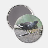 Moorhen Magnet Magneet (Voorkant / Achterkant)