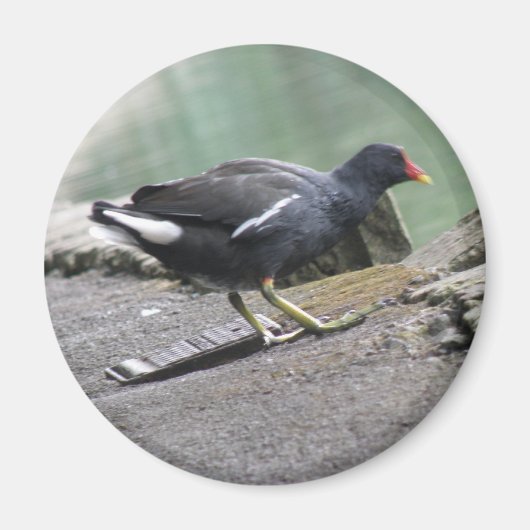 Moorhen Magnet Magneet (Voorkant)