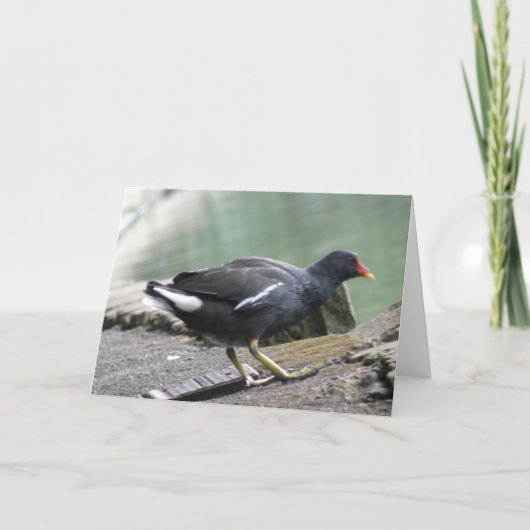 Moorhen Wenskaart Kaart (Voorkant)