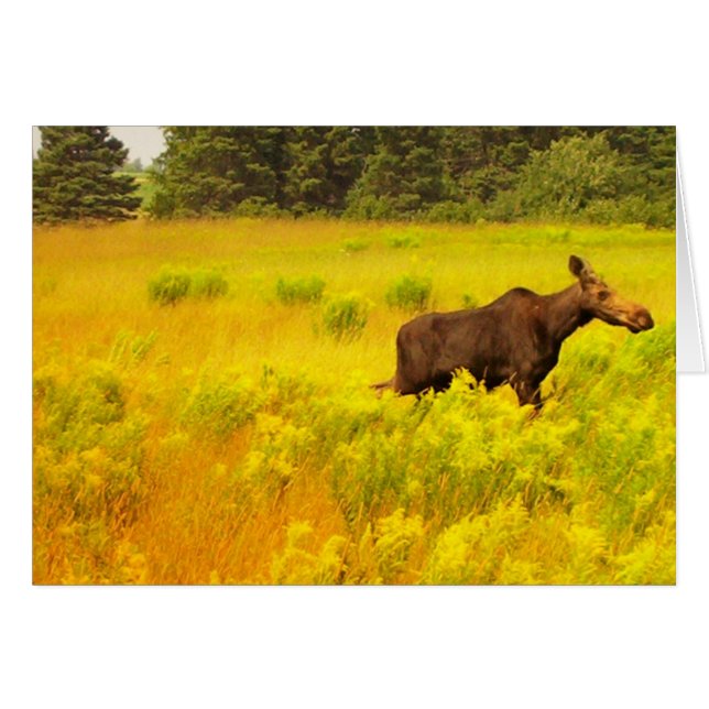 Moose (Voorkant Horizontaal)