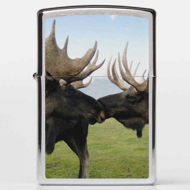 Moose (Voorkant)