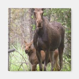 Moose Animal Forest Peace Destiny Magneet