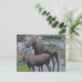 Moose avec veau - Carte postale de voeux (Debout devant)
