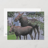 Moose avec veau - Carte postale de voeux (Devant / Derrière)