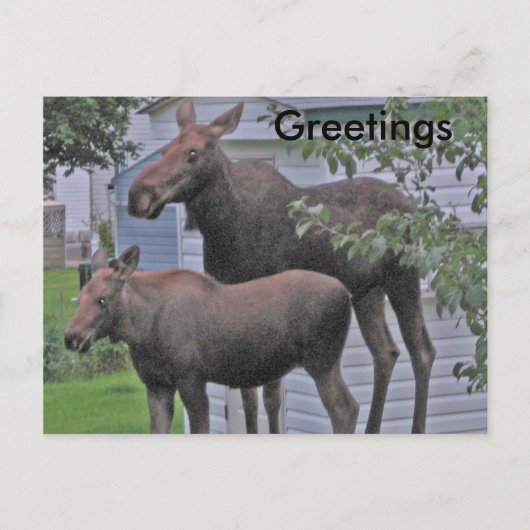 Moose avec veau - Carte postale de voeux (Devant)